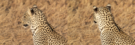Leopard (Panthera pardus) in the african savannaの写真素材