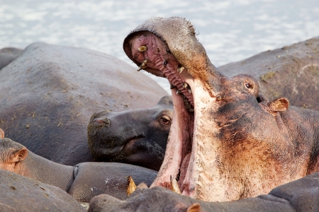 Hippopotamus (Hippopotamus amphibius) in the african riverの写真素材