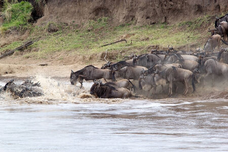 Wildebeest (Connochaetes taurinus) start the crossing of the Mara river during the migrationの写真素材