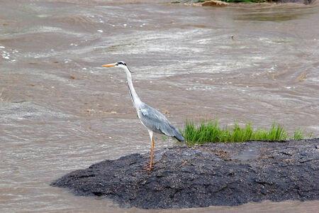 Grey heron (Ardea cinerea) near the riverの写真素材
