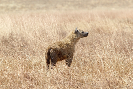 Spotted hyena (Crocuta crocuta) in the african savannaの写真素材