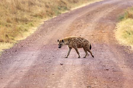 Spotted hyena (Crocuta crocuta) is crossing the road in the african savannaの写真素材