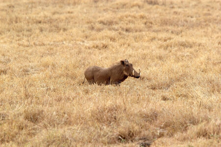 Warthog (Phacochoecerus africanus) in the african savannaの写真素材