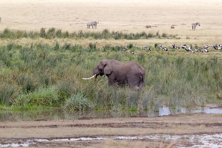 African elephant (Loxodonta africana) in the african marshの写真素材