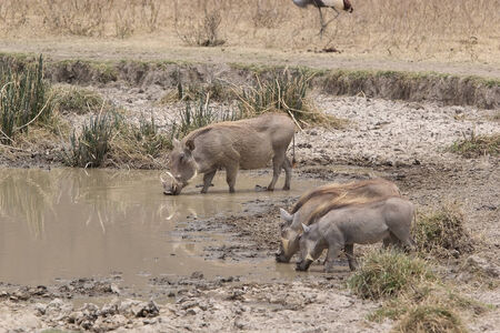 Warthog (Phacochoecerus africanus), adult and two young adult, are drinking in the water hole in the african savannaの写真素材
