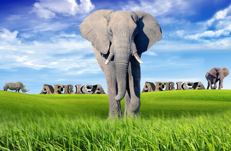 African wildlife in the savanna and blue sky in the backgroundの写真素材