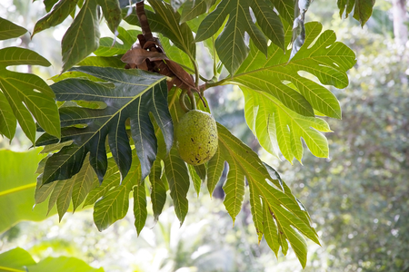 Breadfruit  Artocarpus altilis 