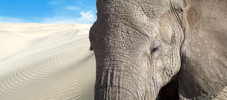 African elephant (Loxodonta africana) in the desertの写真素材