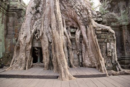 Ta Prohm temple ruins, Angkor, Siem Reap, Cambodia. Ta Prohm was built in the Bayon style in the late 12th and early 13th centuries and originally called Rajavihara. The trees growing out of the ruins are the most distinctive future of Ta Prohm. の写真素材
