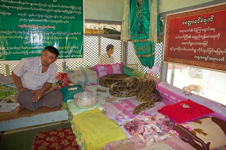 The snake pagoda, Bago, Myanmar. It is a temple whre the monks live together a python of 26 years...