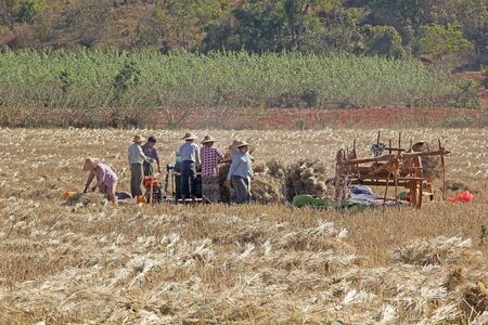 Harvesting agriculture in Pindaya rural area Myanmar. Farmers are gathering mature crops from the...