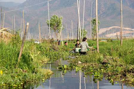 Burmese women are going by traditional boat among the floating gardens on the Lake Inle, Shan State, Myanmar. Traditional agriculture method wich used a small rectangular areas of fertile land to grow crops on the shallow lake bedのeditorial素材