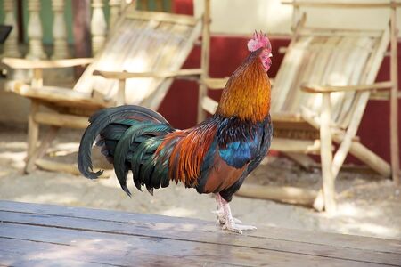 Close view of rooster (Gallus gallus domesticus)