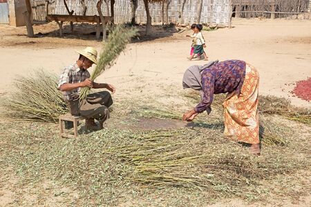 Burmese farmers are working the crops in Min Nam Thu village, Bagan, Myanmarのeditorial素材