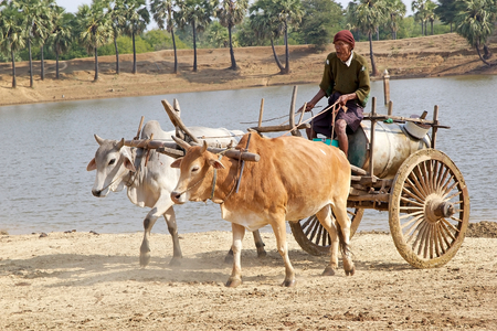 Burmese man is carrying a water tank on traditional burmese vehicle from the lake to the village...