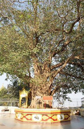 The Bodhi Tree at the Shwedagon Pagoda, a gilded stupa located in Yangon, Myanmar. The 99 metres tall pagoda is situated on Singuttare Hill, to the West of Kandawgyi Lake and dominates the Yangon skyline. It is the most sacred Buddhist pagoda in Myanmar.のeditorial素材