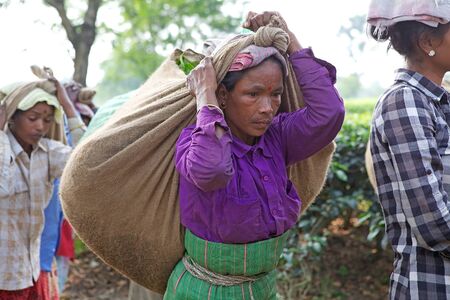 Tea harvesters are carrying tea sacks in the tea plantation in West Bengal, India. Agriculture accounts for the largest share of labour force in West Bengal and it is very important for the State's gross domestic product. Tea is an inportant cash cropのeditorial素材