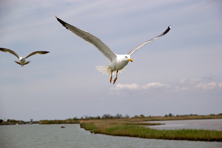 Yellow-legged gull (Laris michahellis) is flying over the Po Delta at Goro, Ferrara, Italy. It is a large gull of Europe, Middle East and North Africa.の写真素材