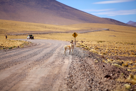 Vicugna (Vicugna vicugna) is crossing the road in the Atacama desert, Chile. It is one of two wild South America camelids which live in the high alpine areas of the Andes. Vicugnas live a altitudes of 3200-4800 m.の写真素材