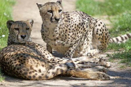 Cheetah (Acinonyx jubatus) portrait. African wildlifeの写真素材