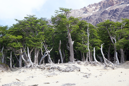 Forest along the trail to Cerro Fitz Roy at the Los Glaciares National Park, Argentina. The park was established on 11 May 1937 and it is the largest national park in the countryの写真素材