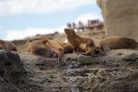 Sea Lions on the rock near Puerto Piramides in the Valdes Peninsula, on the Atlantic Ocean, Argentinaの写真素材