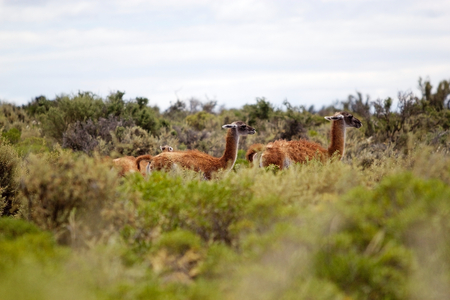 The guanacos (Lama guanicoe) in the grassland of Patagonia, Argentinaの写真素材