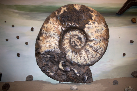 Fossil at the Museum of Paleontology Egidio Feruglio in Trelew city, Patagonia, Argentina. Its permanent and travelling exhibitions focus on the fossil remains from fauna and flora of Patagoniaのeditorial素材
