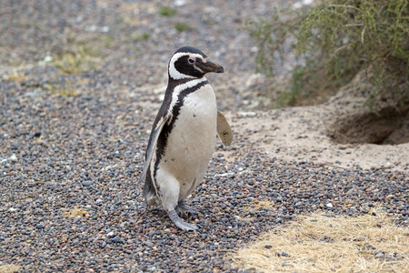 The Magellanic penguin (Spheniscus magellanicus) at Punta Tombo, the peninsula into the Atlantic Ocean, south of Trelew in Chubut Province, Argentina where there is a large colony of Magellanic penguines, the largest colony in South Americaの写真素材
