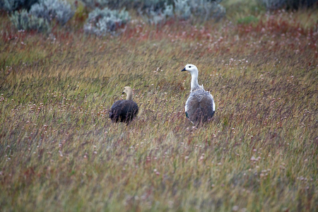 Magellan goose (Chloephaga picta) at the Laguna Nimez, a wildlife reserve at El Calafate in Patagonia, Argentina. The Laguna Nimez concentrates a varied sample of local wildlife.の写真素材