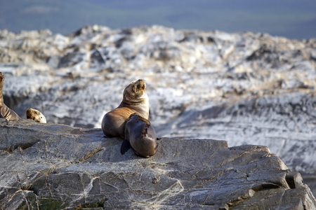 Sea Lions,female and young, on the island in Beagle Channel, Argentina. Sea lion is a sea mammal with external ear flaps and long foreflippersの写真素材