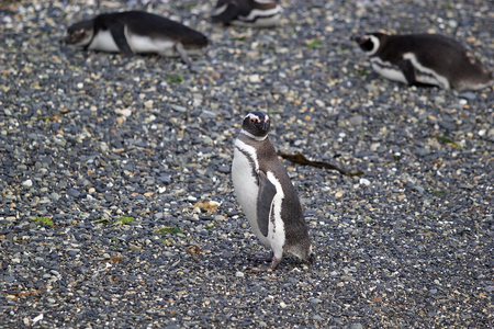 Magellanic penguin along the beach on the island in Beagle Channel, Argentina. Magellanic penguins are medium-size penguins which grow to be 61-76 cm tall and weigh between 2,5 to 6,5 kgの写真素材