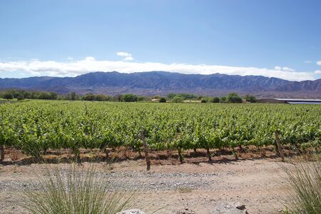 Vineyard in Cafayate along the Argentina Wine Route, Argentina. The Argentina Wine Route is an enotourism belt in Argentina that cover almost 2000 kmの写真素材