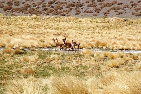 Vicunas along the Quebrada del Diablo at the Puna de Atacama, Argentina. Puna de Atacama is an arid high plateau in the Andes of northern Chile and Argentina. In Argentina Puna's territory is extended in the provinces of Salta, Jujuy and Catamarcaの写真素材