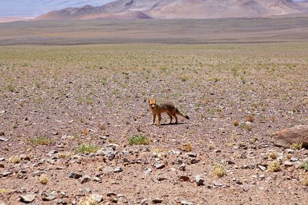 Pampa fox at the Salar of Arizaro at the Puna de Atacama, Argentina. The pampas fox can be found in northern and central Argentina, Uruguay, eastern Bolivia, Paraguay and southern Brazilの写真素材