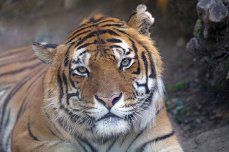 Bengal tiger is a tiger from a specific population of the Panthera tigris tigris subspecies that is native to the indian subcontinentの写真素材