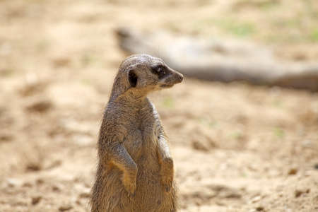 Suricate or meerkat is a small mongoose found in the southern Africa