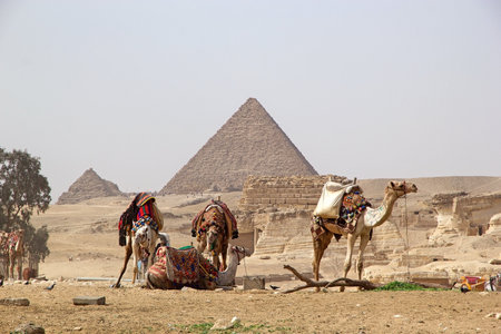Camels with the pyramid of Menkaure in the background at the Giza Pyramid Complex in Giza, Egypt, also called the Giza Necropolis. It was built during the Fourth Dynasty of the Old Kingdomの写真素材