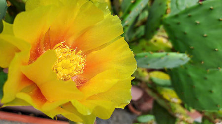Close-up of a blooming yellow cactus flower with vibrant petals and prickly green pads in the background.の写真素材