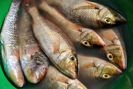 Close-up of several freshly caught fish submerged in water inside a green container, showing texture and color of scales and eyes.の写真素材
