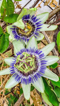 Close-up of blooming passion flowers with purple and white filaments and green petals.の写真素材