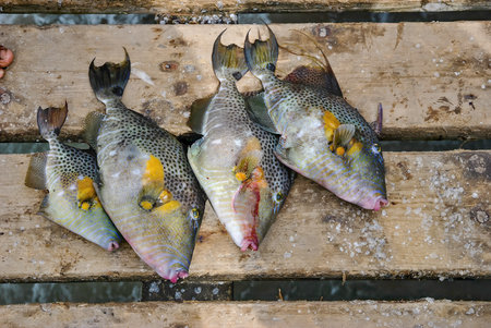Freshly caught tropical fish lying on a wooden surface with salt grains.の写真素材