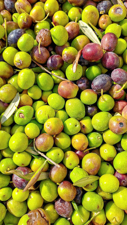 Close-up of freshly harvested green and purple olives with leaves and twigs.の写真素材