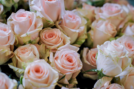 Delicate light pink roses with green-tinted edges, close-up floral arrangement symbolizing elegance and tenderness.の写真素材