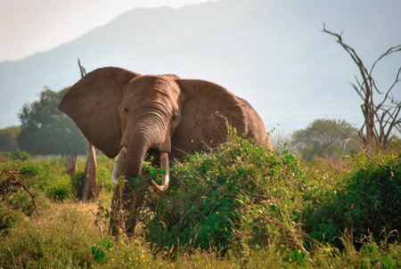 African elephant eating fresh green vegetation in the wild savanna during daylight.の写真素材