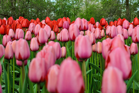 Field of pink and red tulips blooming in spring garden.の写真素材