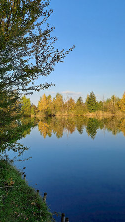 Still autumn lake with trees reflecting on the water surface, viewed from the grassy shoreline under a clear blue sky.の写真素材