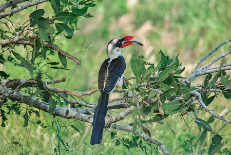 Colorful hornbill bird perched on a tree branch in the wild, with a vivid green blurred background.