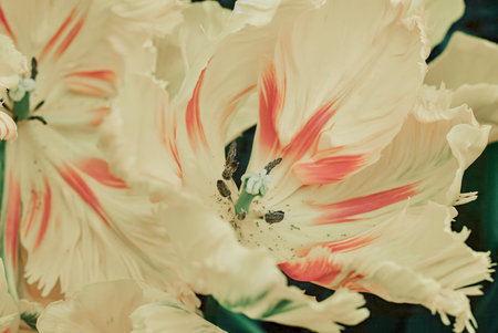 Close-up of a pale parrot tulip with red streaks and ruffled petals.の写真素材