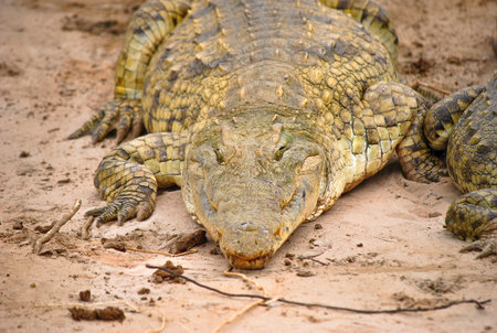 Close-up of a crocodile lying on sandy ground, resting with eyes half-open.の写真素材